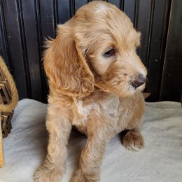 Goldendoodle and Yorkshire Terrier Puppies from Rowan's Rascals