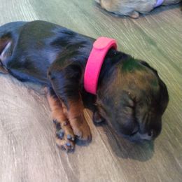 Labradoodle Puppies from Sakura Pups