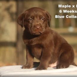 Blue - Chocolate male Labrador Retriever puppy in Huntington, Texas from Soggy Bottom Retrievers
