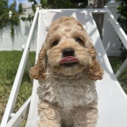 Emerson - Buff male Cocker Spaniel puppy in Sarasota, Florida from Prestige Cocker Spaniels