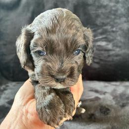 Luigi - Merle male Cockapoo puppy in Adrian, Oregon from ApplebyFarm