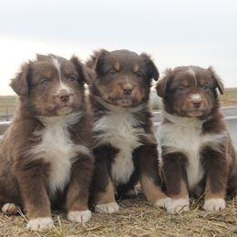 Miniature Australian Shepherd Puppies from Helm Farms Aussies
