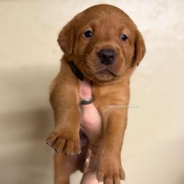 Black - Yellow male Labrador Retriever puppy in Gillete, Wyoming from Red Prairie Retrievers