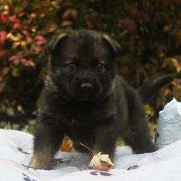 Lime Collar - Sable female German Shepherd puppy in Mansfield, Texas from Vom Anfang German Shepherds
