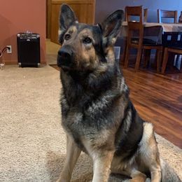 German Shepherds from TJ’s South Bench German Shepherds