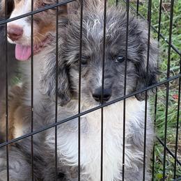 Briar - Blue merle male Aussiedoodle puppy in Ambrose, Georgia from Brandilyn's Aussies