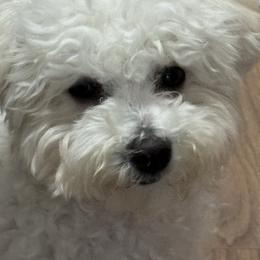 Bichon Frise All Grown Up from Orchid Bichon Frisé