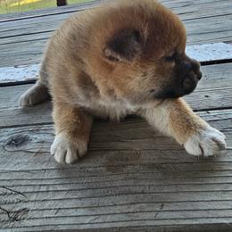 Girl2 - Red female Shiba Inu puppy in Leesville, Louisiana from Fountains Courageous