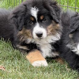 Blue Collar - Blueberry - Black tri male Miniature American Shepherd puppy in Enumclaw, Washington from Mount Peak Mini American Shepherds