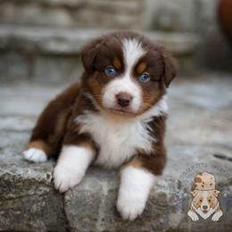 Grits - Red tri-color male Australian Shepherd puppy in Buena Vista, Colorado from Wigglebutts Unlimited