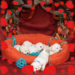 Labrador Retriever Puppies from Oolalabs
