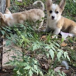 American Corgi and Pembroke Welsh Corgi Puppies from Swell Corgis