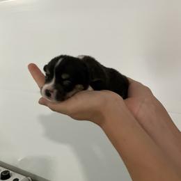 Hobbes - Black and tan male Pembroke Welsh Corgi puppy in Morgantown, Pennsylvania from GoldStar Corgis (License Number 18519)