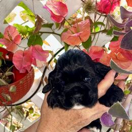 Black based boy - Black male Cocker Spaniel puppy in Oregon from Doc's Cockers