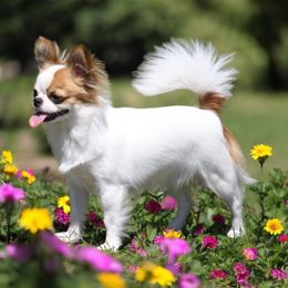 Chloe - Chihuahua