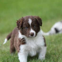 Border Collie Puppies from Midnight Border Collies