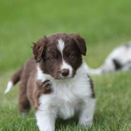 Border Collie Puppies from Midnight Border Collies