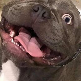 French Bulldogs from Franklee Frenchies