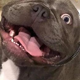 French Bulldogs from Franklee Frenchies