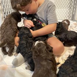 Bernedoodle Puppies from Eastside Paws LLC