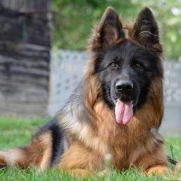 Dejzi - German Shepherd