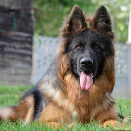 Dejzi - German Shepherd