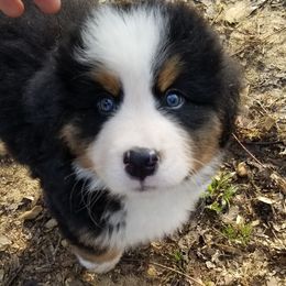 Bernese Mountain Dog Puppies from Barefoot Springs Bernese Mountain Dogs