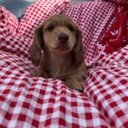 Dachshund Puppies from Boot Scootin Pups
