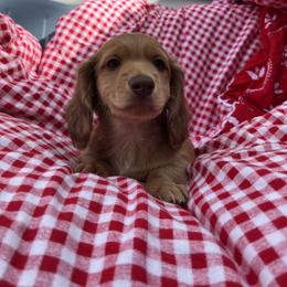 Dachshund Puppies from Boot Scootin Pups