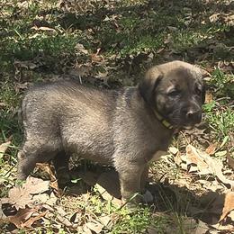 Betty - Fawn female Anatolian Shepherd Dog puppy in La Grange, Georgia from Florida Anatolian Shepherds