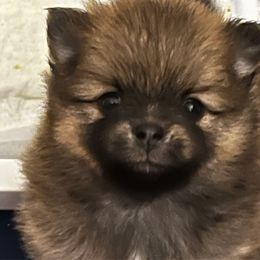 Stella - Chocolate sable female Pomeranian puppy in Bellmore, New York from Alyce’s Angels