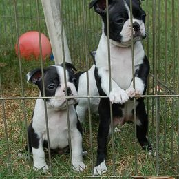 Boston Terrier Puppies from Oui Bostons