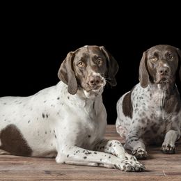 Willow - German Shorthaired Pointer