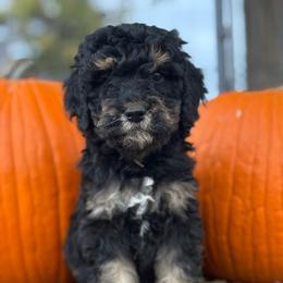 Theo - Tri-color male Bernedoodle puppy in Longmont, Colorado from Colorado Miniature Bernedoodle Puppies