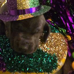 Buddy - Blue and cream male Dachshund puppy in Poplarville, Mississippi from T's Kennel