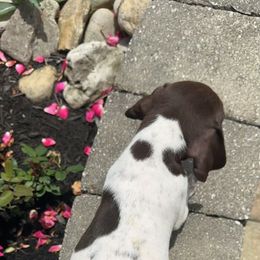German Shorthaired Pointer Puppies from Mcshorthairs