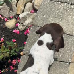 German Shorthaired Pointer Puppies from Mcshorthairs