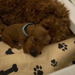 Goldendoodle Puppies from North Bay Goldendoodles