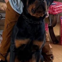 BEAR - Black and mahogany male Rottweiler puppy in Chardon, Ohio from CG Rottweilers
