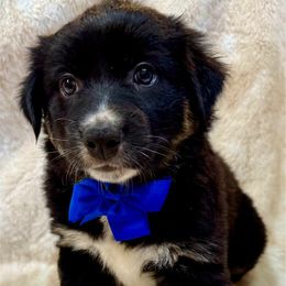 Coal - Black & white male Australian Shepherd puppy in Az, Yuma, Arizona from The Southern Dog