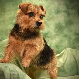 Norfolk Terriers from Regency Norfolks