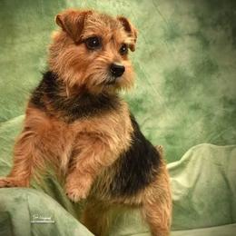 Norfolk Terriers from Regency Norfolks