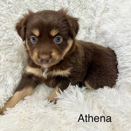 Athena - Red tri female Miniature Australian Shepherd puppy in Roseville, California from Golden State Mini Aussies
