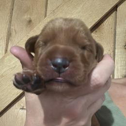 Male 6 - Yellow male Labrador Retriever puppy in Wardensville, West Virginia from Sager’s Labrador Puppies