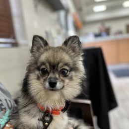 Juniper - Pomsky