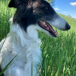 Silken Windhounds from Obsidian Silken Windhounds