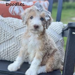 Velvet - Merle female Sheepadoodle puppy in Argillite, Kentucky from DeAnna’s Doodles