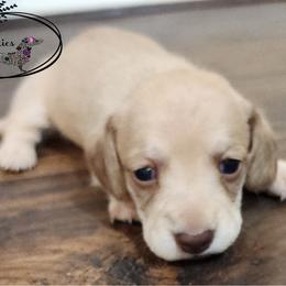 Chocolate based shaded cream female - Cream female Dachshund puppy in Farmersville, Texas from Dixie Doxies