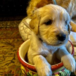 Golden Retriever Puppies from Brody's Golden Retriever Puppies