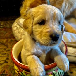 Golden Retriever Puppies from Brody's Golden Retriever Puppies